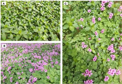 Nitrogen enrichment alters the resistance of a noninvasive alien plant species to Alternanthera philoxeroides invasion